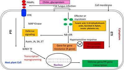 Breeding, Genetics, and Genomics Approaches for Improving Fusarium Wilt Resistance in Major Grain Legumes